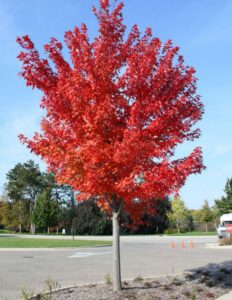 Autumn Blaze Maple tree | downtownmarcelinefoundation.us